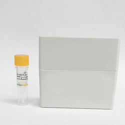 HRP-conjugated Rabbit anti-chicken IgG - Biofargo -