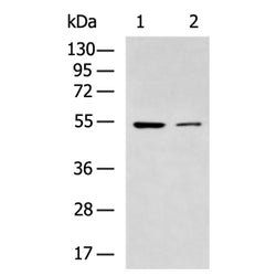 Rubisco mouse monoclnal antibody