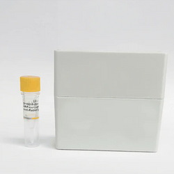 HRP-conjugated Goat anti-Bovine IgG