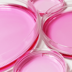 100 mm Cell Culture Dishes - TC Treated - Sterile - Biofargo -