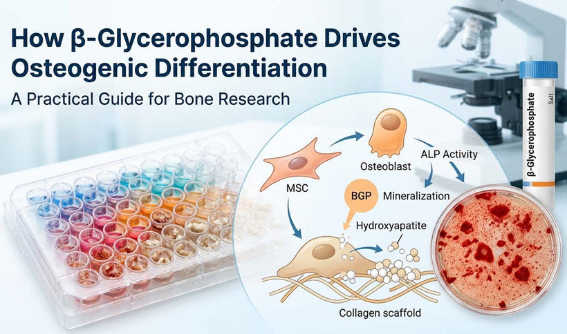 How β-Glycerophosphate Drives Osteogenic Differentiation: A Practical Guide for Bone Research