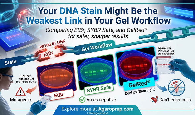 Your DNA Stain Might Be the Weakest Link in Your Gel Workflow