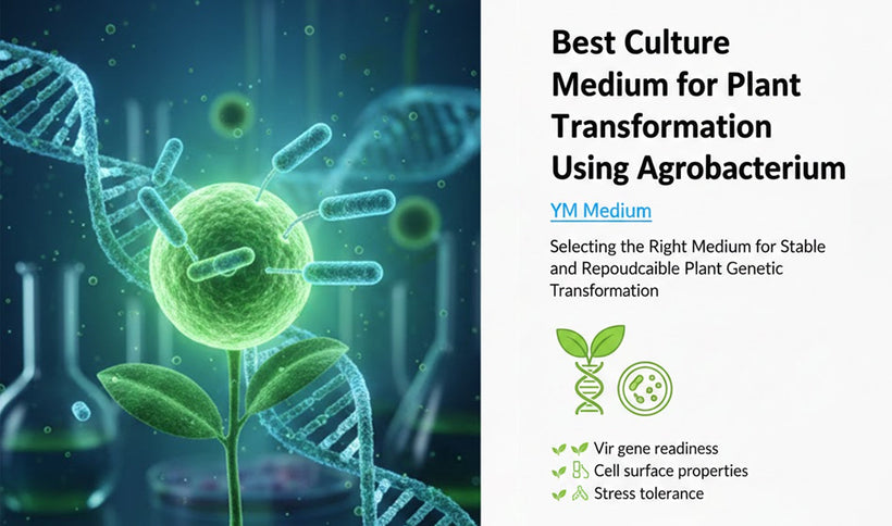 Best Culture Medium for Plant Transformation Using Agrobacterium