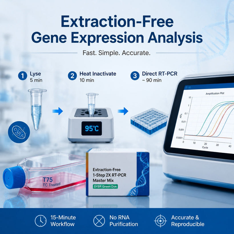 Breaking the CRISPR Bottleneck: High-Throughput Gene Editing Validation with Extraction-Free RT-PCR