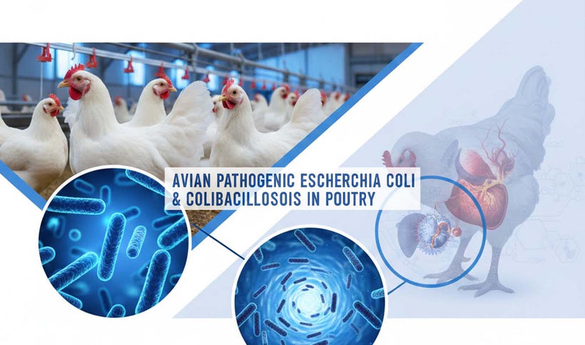 Avian Pathogenic Escherichia coli and Poultry Colibacillosis
