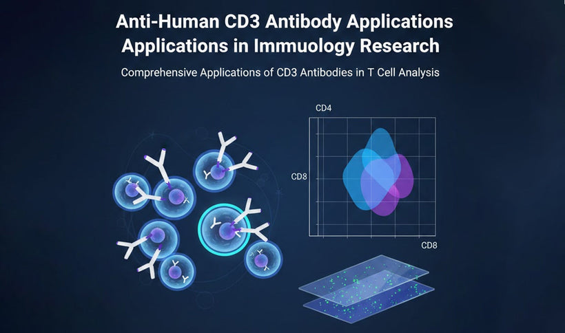 Anti-Human CD3 Antibody Applications in Immunology Research