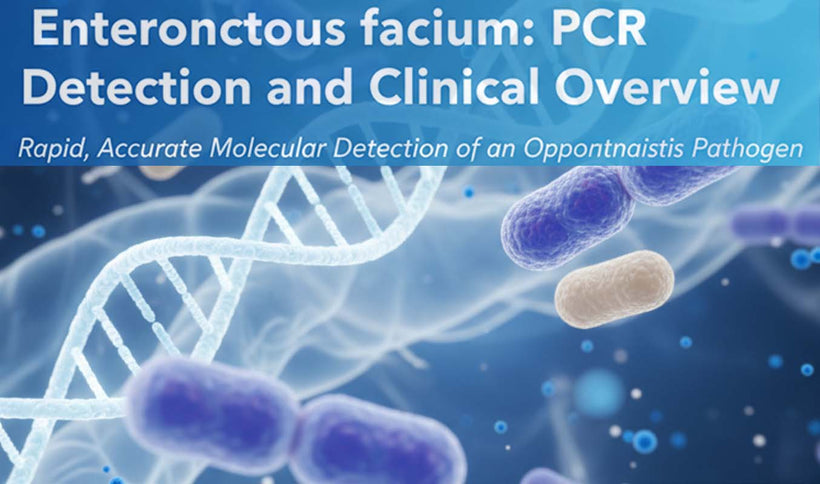 Enterococcus faecium PCR Detection Guide