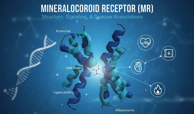 Mineralocorticoid Receptor (MR): Structure, Signaling & Disease