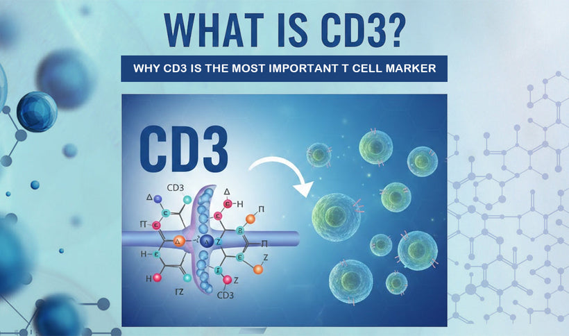 What Is CD3? Why CD3 Is the Most Important T Cell Marker