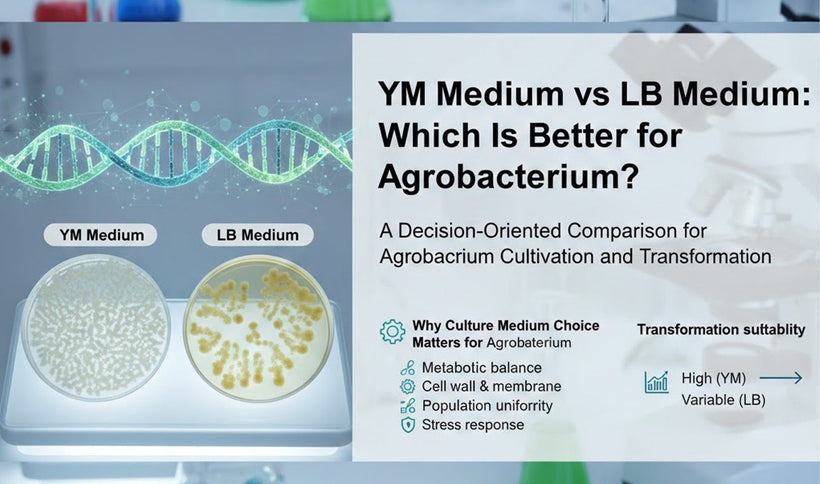 YM Medium vs LB Medium: Which Is Better for Agrobacterium?