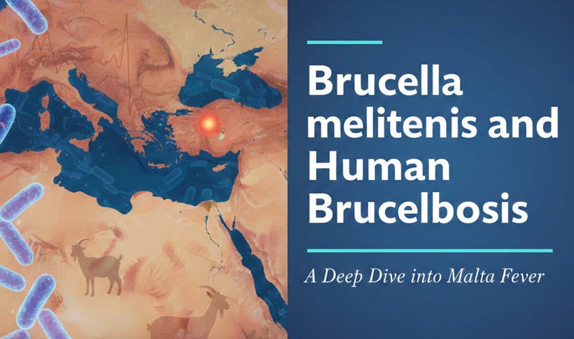 Brucella melitensis and the Pathogenesis of Brucellosis