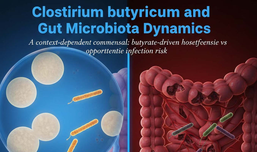 Clostridium butyricum in Gut Health and Infection