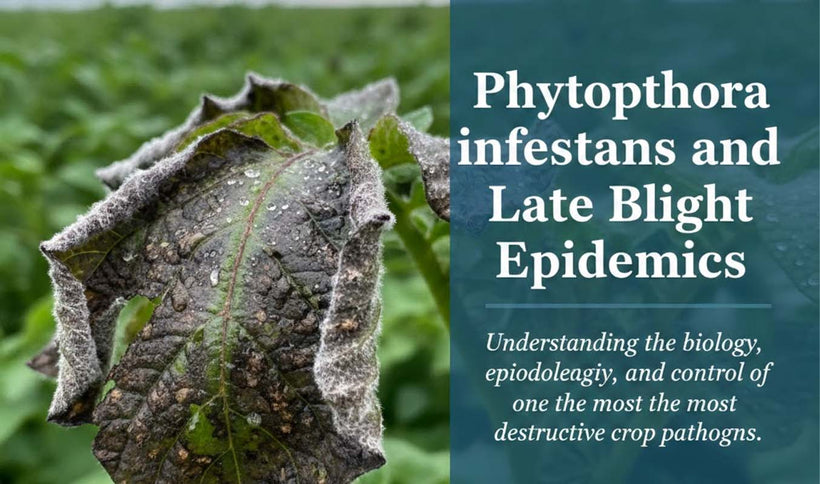 Phytophthora infestans and Late Blight Disease
