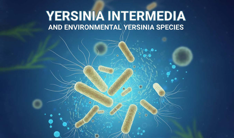 Yersinia intermedia Identification and Environmental Ecology
