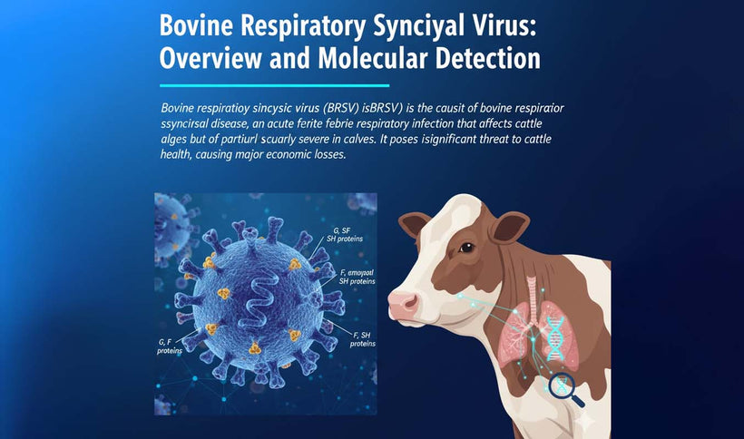 Bovine Respiratory Syncytial Virus Detection Guide