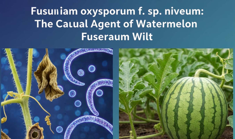 Fusarium oxysporum f. sp. niveum and Watermelon Wilt