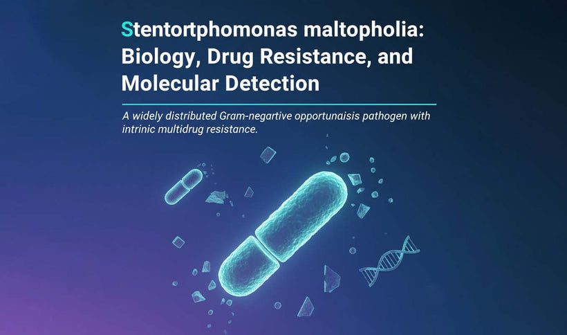 Stenotrophomonas maltophilia: Detection and Drug Resistance