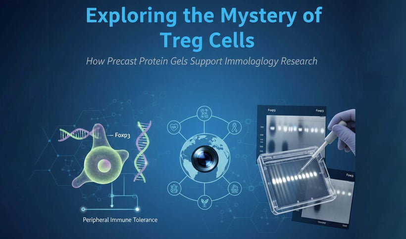 Treg Cells Nobel Prize Discovery and Protein Gel Research Tools