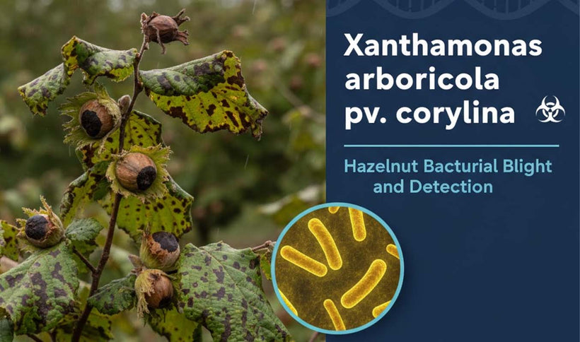 Xanthomonas arboricola pv. corylina Detection Guide