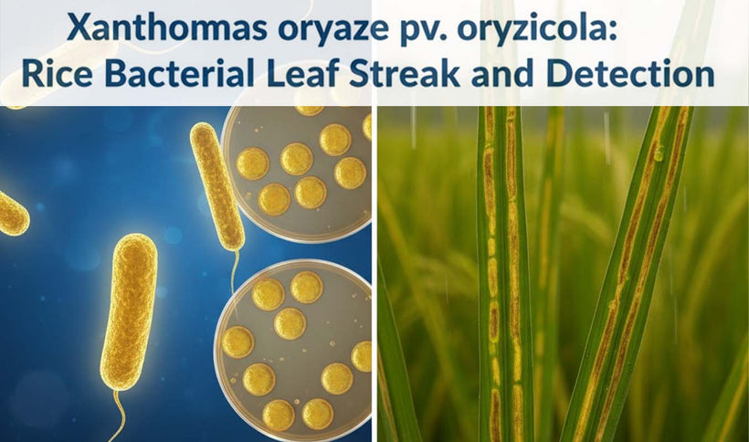 Xanthomonas oryzae pv. oryzicola Detection Guide