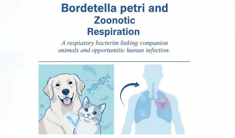 Bordetella petrii and Zoonotic Respiratory Infection