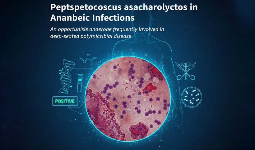 Peptostreptococcus asaccharolyticus in Anaerobic Infections