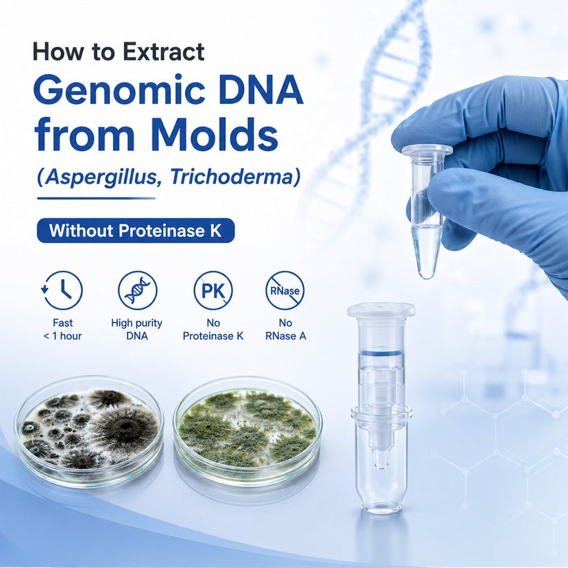 Proteinase K-free fungal genomic DNA extraction workflow for Aspergillus, Trichoderma and other molds