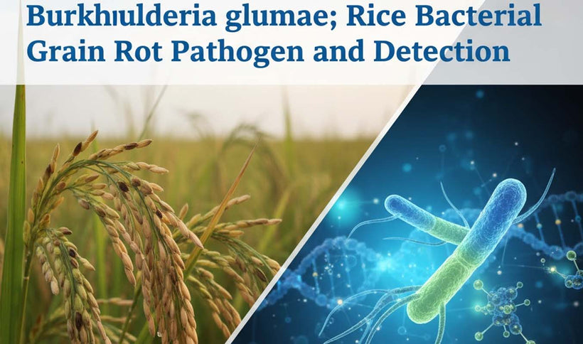 Burkholderia glumae: Rice Grain Rot and PCR Detection