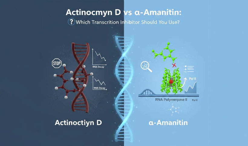 Actinomycin D vs α-Amanitin: Which Transcription Inhibitor Should You Use?