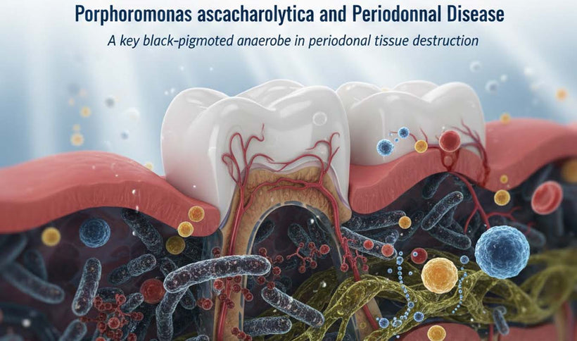 Porphyromonas asaccharolytica and Periodontal Disease