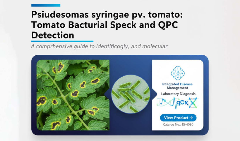 Pseudomonas syringae pv. tomato Detection and Bacterial Speck