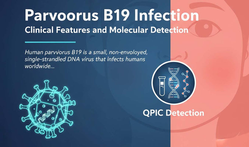 Parvovirus B19 Infection and qPCR Detection