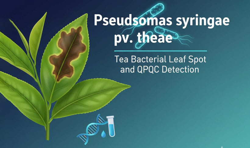 Pseudomonas syringae pv. theae Detection and Tea Leaf Spot Disease
