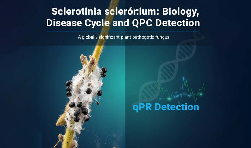 Sclerotinia sclerotiorum Detection and White Mold Disease Overview