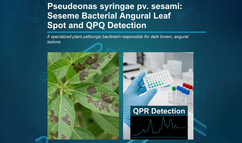 Pseudomonas syringae pv. sesami Detection and Sesame Leaf Spot