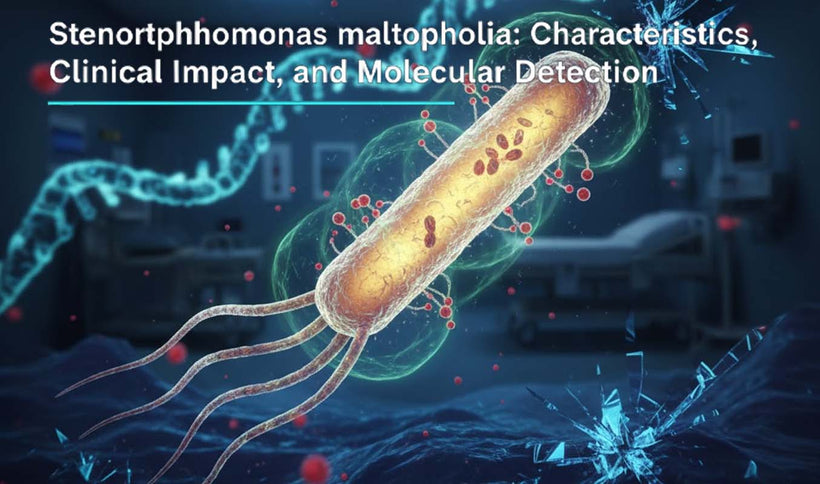 Stenotrophomonas maltophilia: Detection and Characteristics