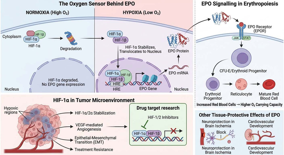 From the Conference Floor: Why HIF-1α Brings Us Back to EPO