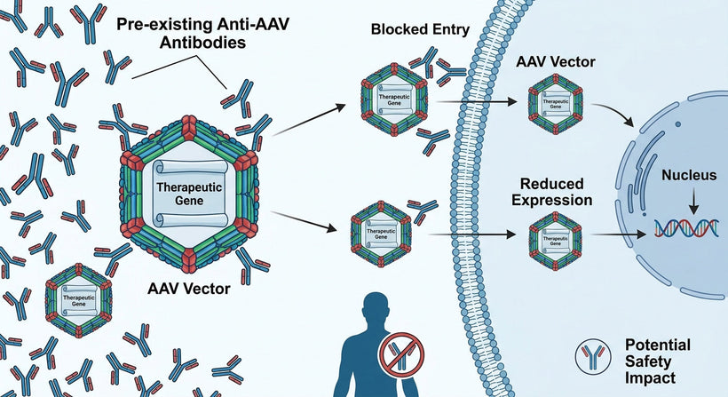 Total Antibody vs Neutralizing Antibody in AAV Immunogenicity Studies: Key Parameters for Research-Use IVD Materials