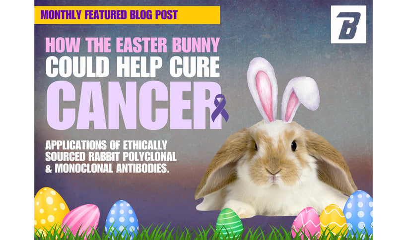 How the Easter Bunny Could Help Cure Cancer: The Real Power of Rabbit Antibodies