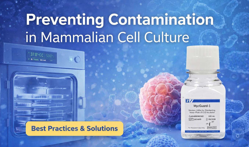 Preventing Contamination in Mammalian Cell Culture