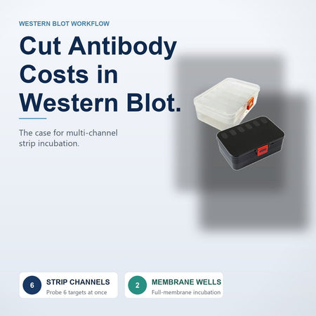 How to Cut Your Antibody Costs in Western Blot: The Case for Multi-Channel Strip Incubation