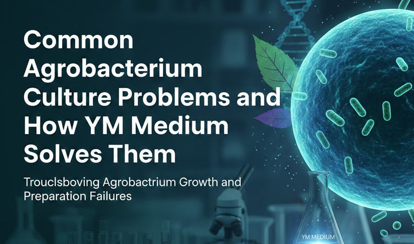 Common Agrobacterium Culture Problems and How YM Medium Solves Them