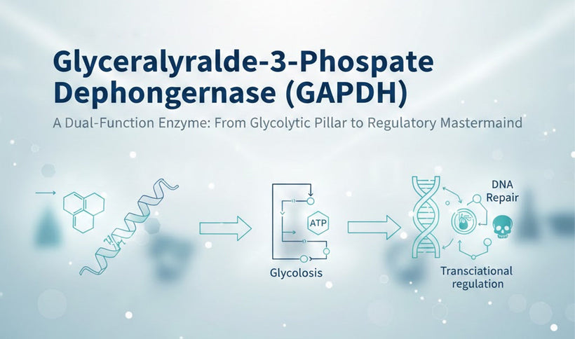 Glyceraldehyde-3-Phosphate Dehydrogenase (GAPDH)