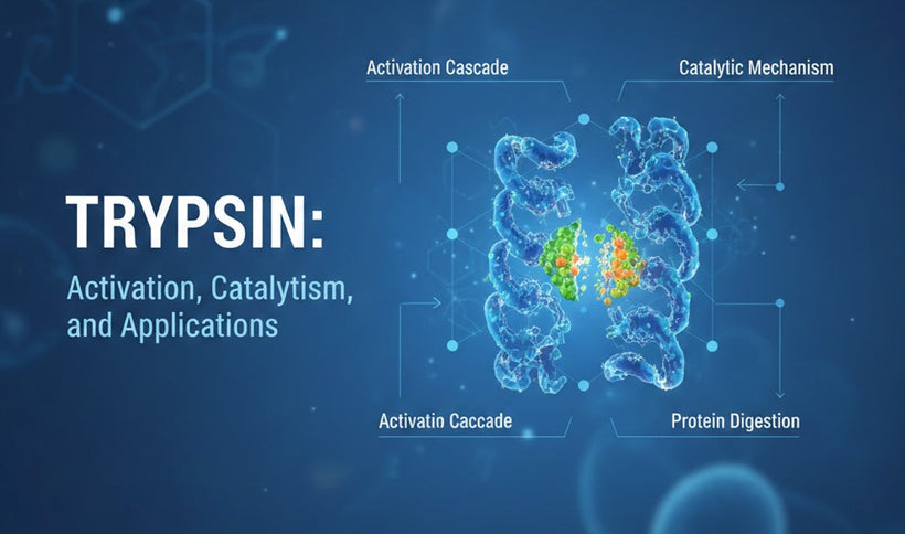 Trypsin: Activation, Catalytic Mechanism, and Applications