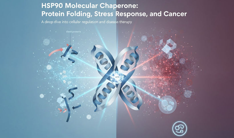 HSP90 Molecular Chaperone: Protein Folding, Stress Response, and Cancer