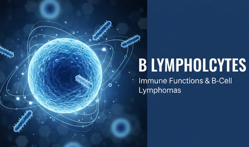 B Lymphocytes: Immune Functions and B-Cell Lymphomas