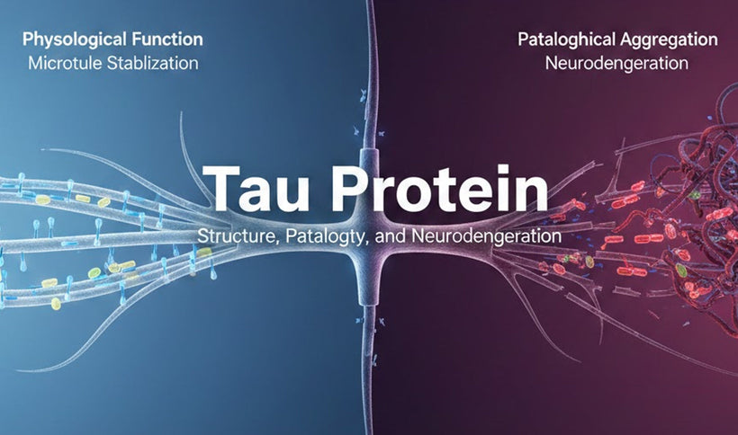 Tau Protein: Structure, Pathology, and Neurodegeneration