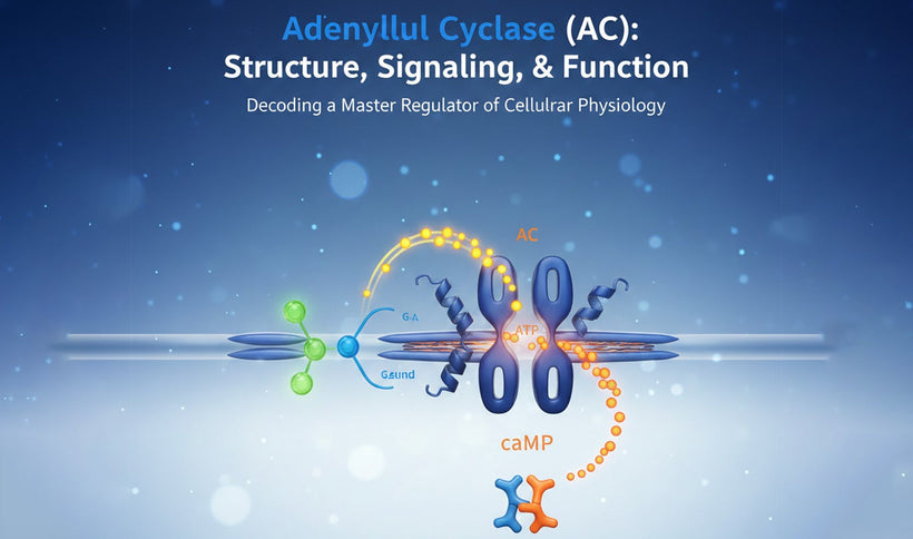 Adenylyl Cyclase (AC): Structure, Signaling, and Function