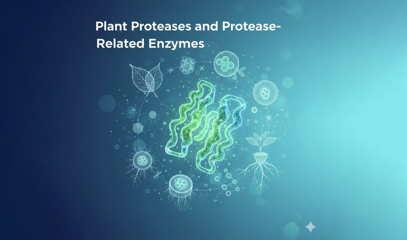 Plant Proteases and Protease-Related Enzymes