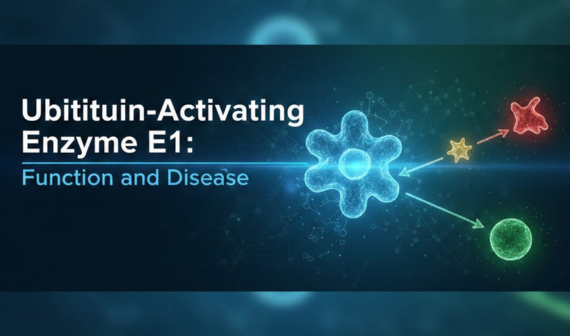 Ubiquitin-Activating Enzyme E1: Function and Disease